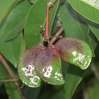 Quassia indica (Gaertn.) Noot.